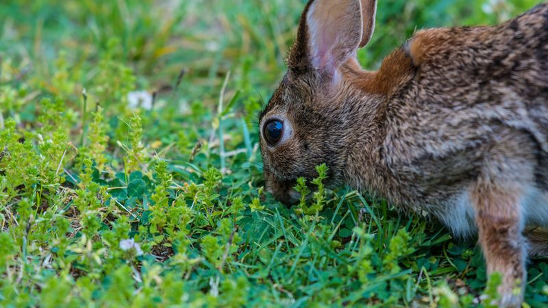 hare, grass, food, eyes, 4k
