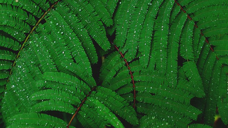 plant, drops, leaves, 4k