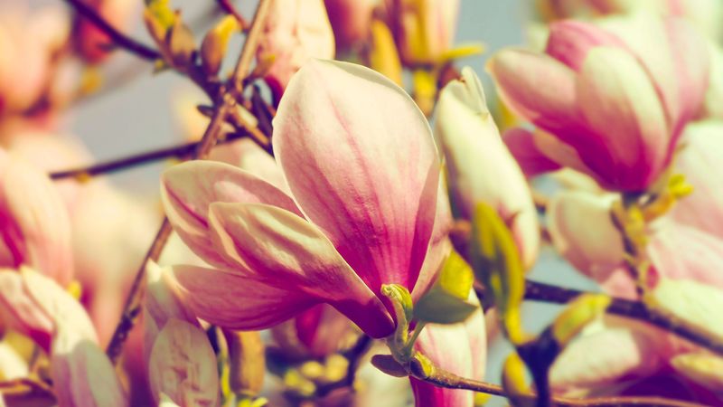 magnolia, flowers, petals, branch, 4k