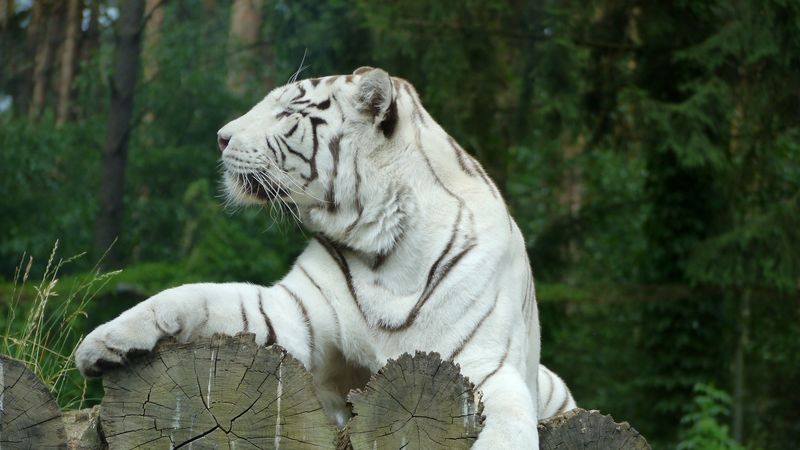 white tiger, bengal tiger, predator, 4k