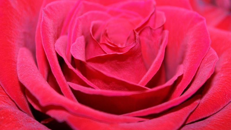 red rose, bud, petals, close-up, 4k