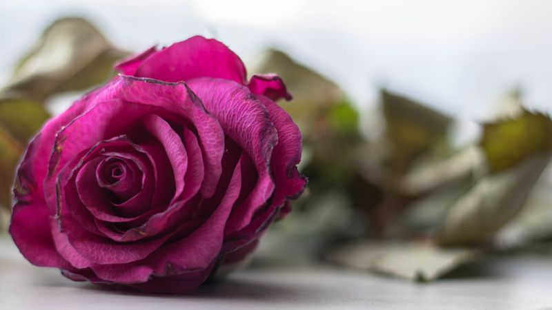 rose, bud, petals, close-up, 4k