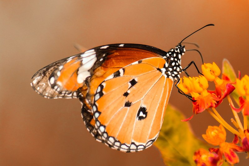 close up of a monarch butterfly on orange flowers, monarch butterfly on bright flowers 4k