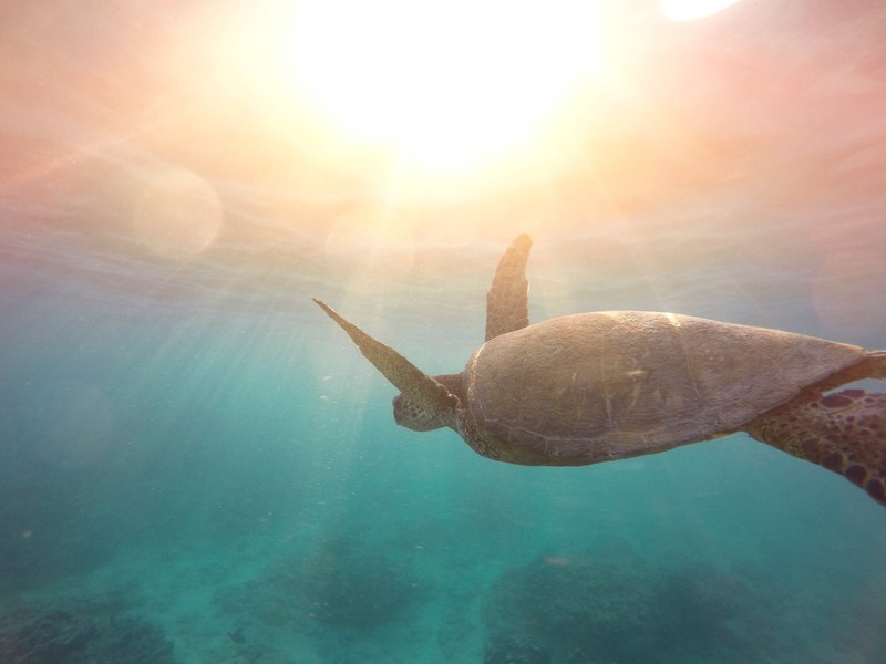 turtle swimming water and underwater 4k