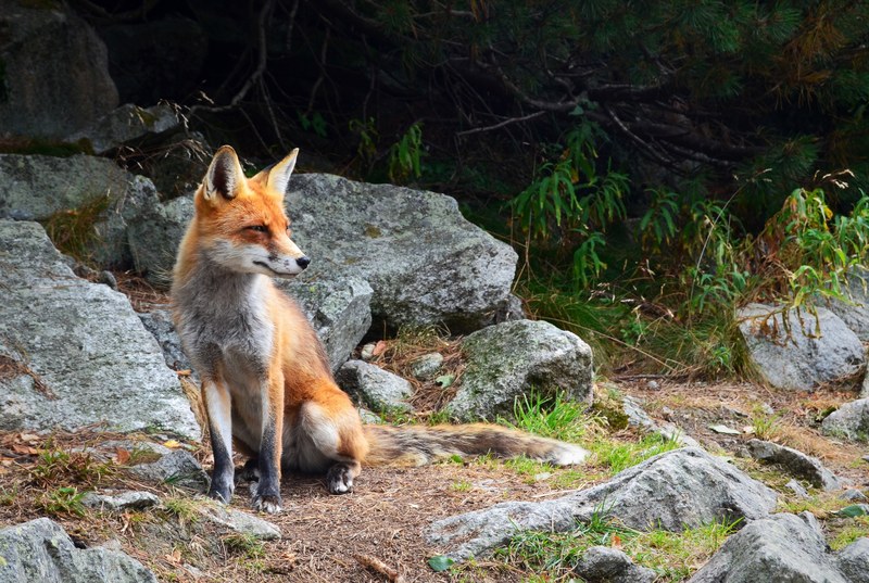 a fox squinting its eyes near weathered rocks in a forest, graceful fox in a rocky forest 4k