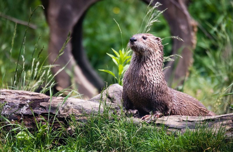 animal otter wet and fur 4k