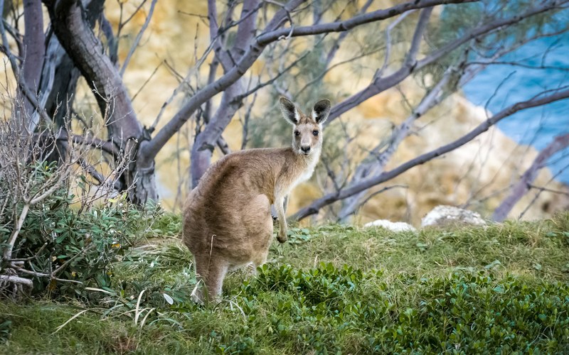 wild kangaroo crouches down in the brush, cute kangaroo 4k