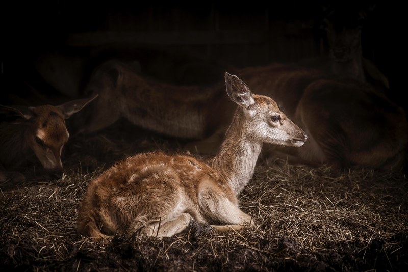 deer animal doe and grass 4k
