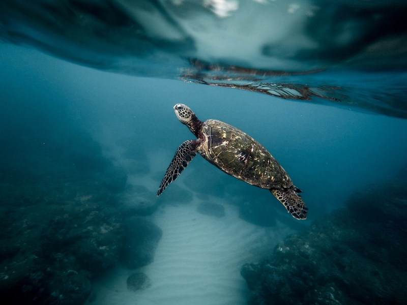 turtle water ocean and sea turtle 4k