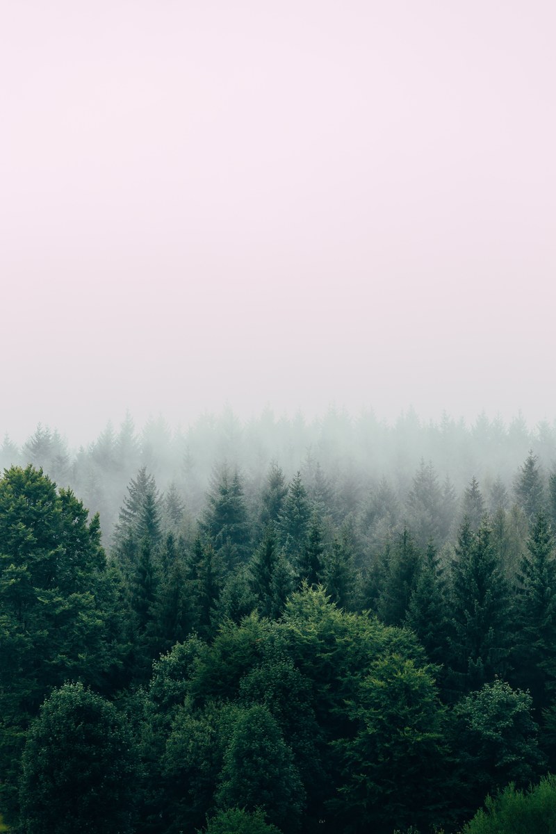 tree tops in a fog covered forest, _fade 4k