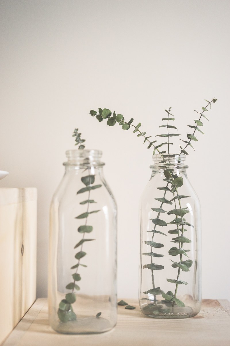 bottle plant glass and jar hd, 4k