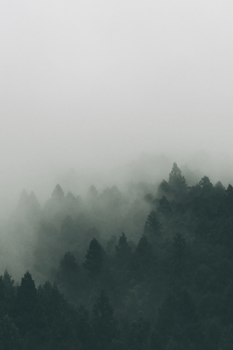 dark silhouettes of evergreen trees under a heavy fog, white fog over the dark forest 4k
