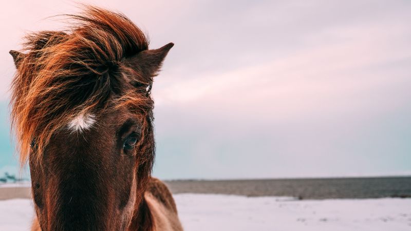 horse, muzzle, mane, eyes, 4k