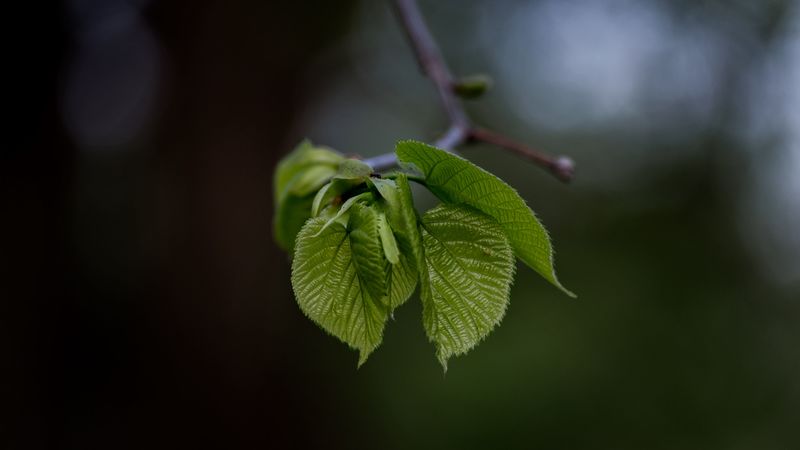 leaves, twig, blur, 4k