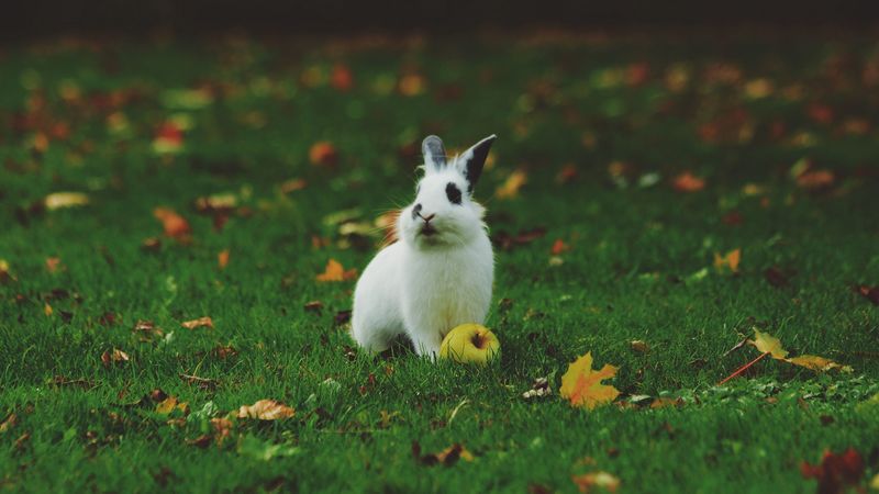 rabbit, grass, apple, 4k