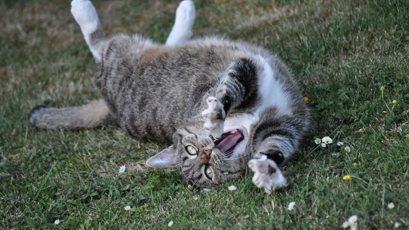 cat, playful, cool, lying, grass, 4k