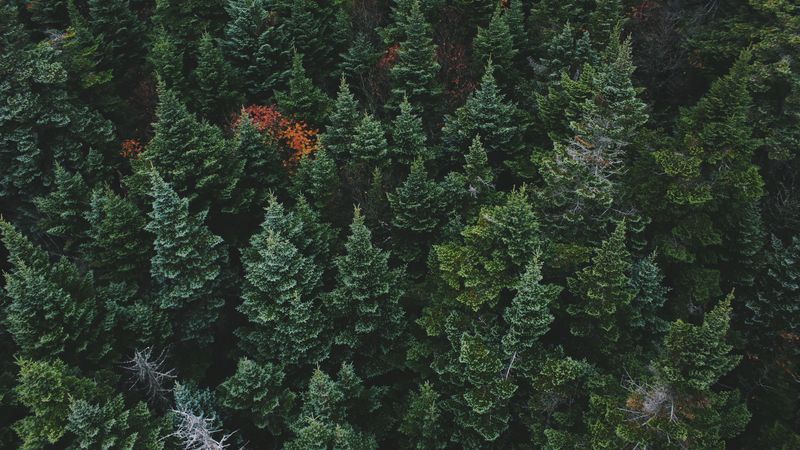 trees, top view, forest, 4k