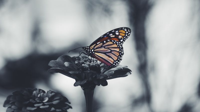 butterfly, flower, patterns, wings, 4k