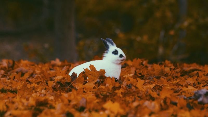 rabbit, autumn, foliage, 4k