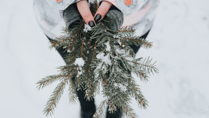 fir, snow, branches, hands, 4k