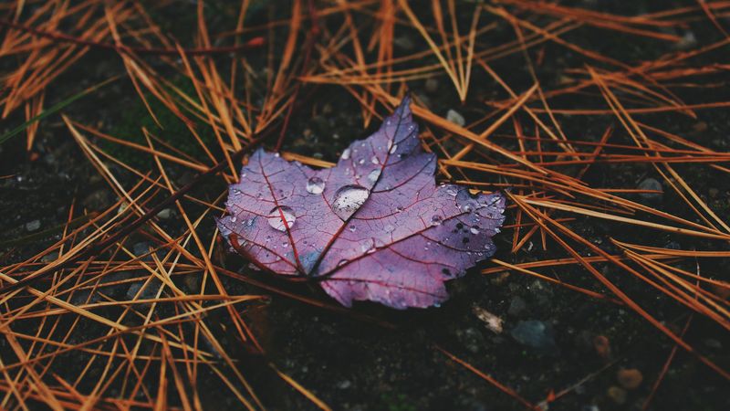 autumn, leaf, drops, 4k