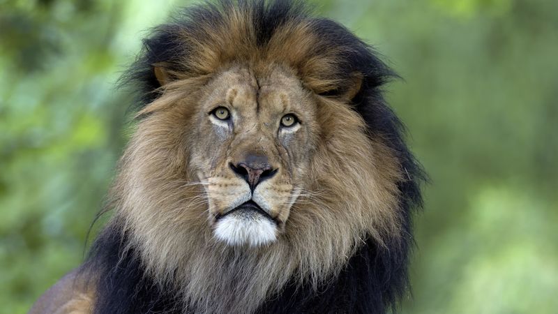 lion, predator, big cat, mane, 4k