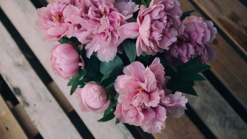 peonies, flowers, bouquet, pink, 4k