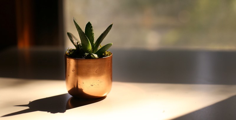 plant succulent copper bowl and copper 4k