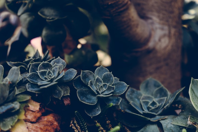 succulent plant green and botanical 4k