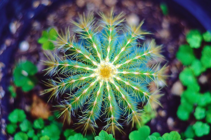 cactus plant spikey and cactu 4k