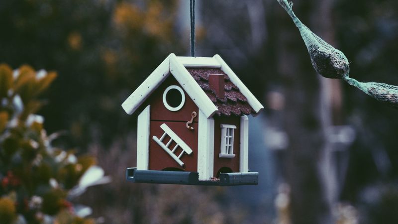 feeder, bird, house, 4k