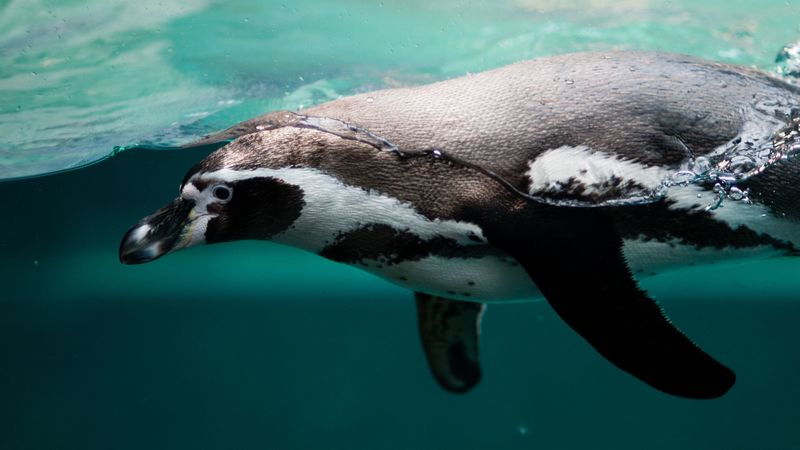 penguin, swim, ocean, 4k