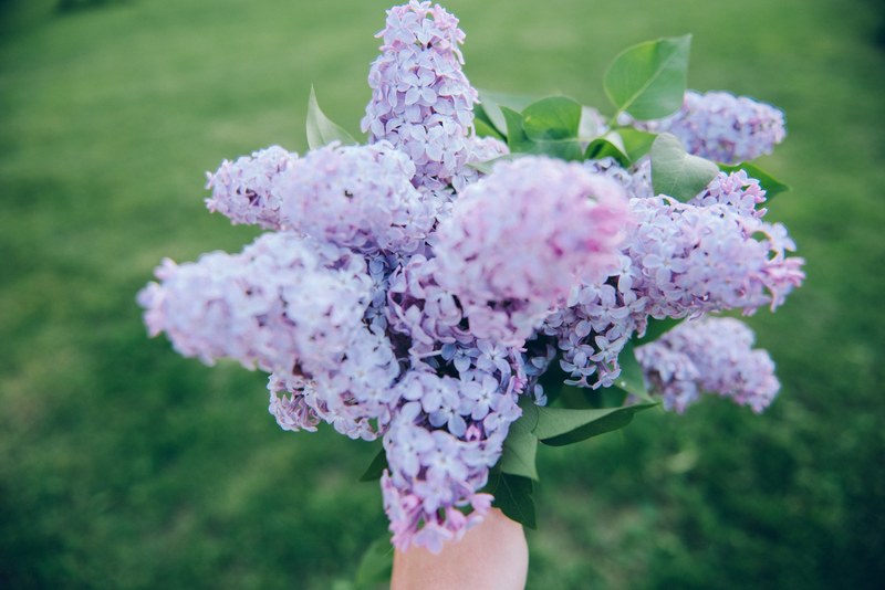 a person holding a large bouquet of pink lilac flowers over a green meadow, fragrant lilac bouquet 4k