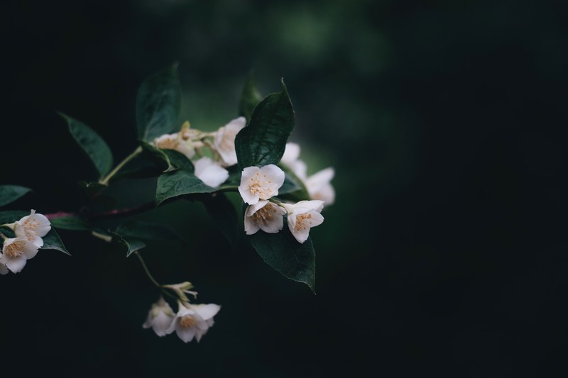 flower green fade and leafe 4k