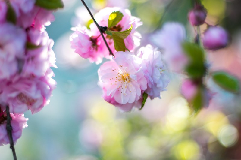 flower blossom flower bloom and bloom 4k