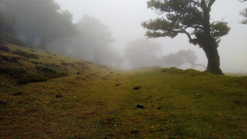 grassy field with trees on a misty morning, serene hillside scene 4k