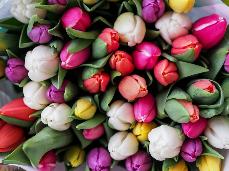 overhead shot of assorted bouquet of tulips in bloom in spring vienna, tulip bouquet vienna 4k