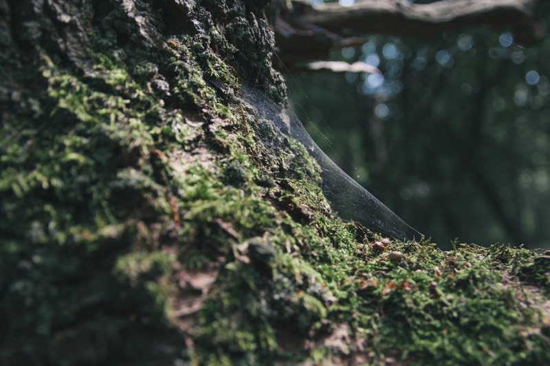 moss spiderweb bark and gloom 4k