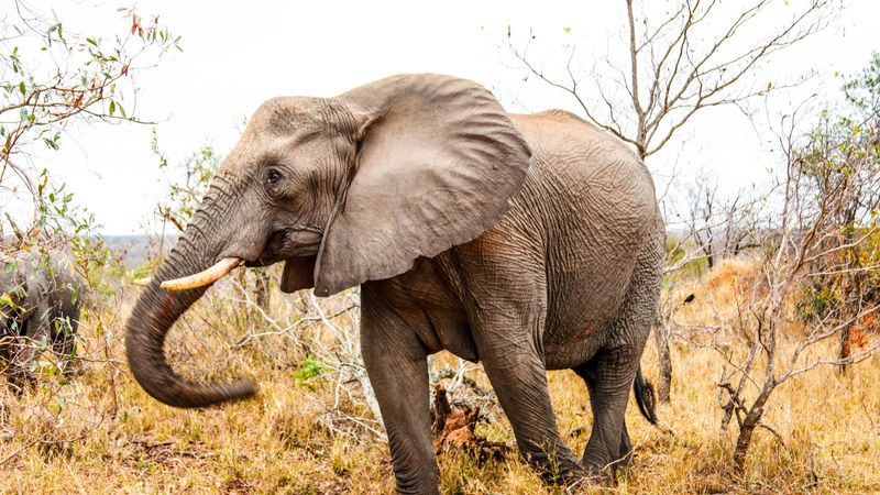 elephant, trunk, grass, walk, 4k