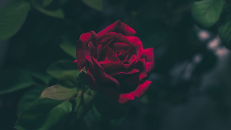 rose, bud, dark, 4k