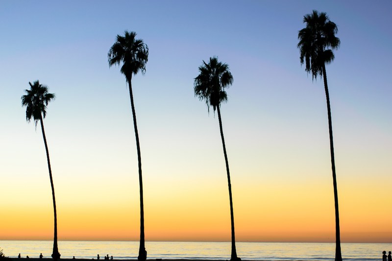 the silhouettes of four tall palm trees at sunset, four palm tree silhouettes 4k