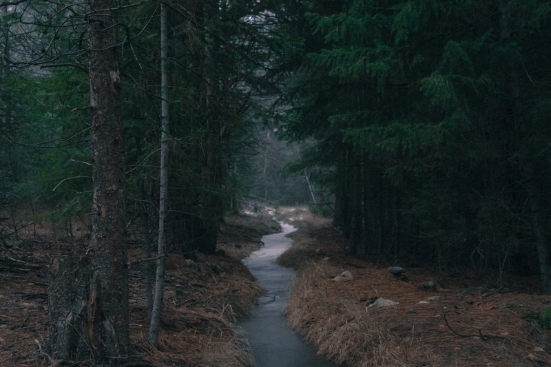 a slow moving stream flowing through an evergreen forest in the autumn, sluggish stream in the forest 4k
