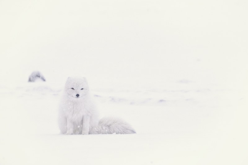 white arctic fox blends in with the snowy landscape, sitting in snow and wind 4k