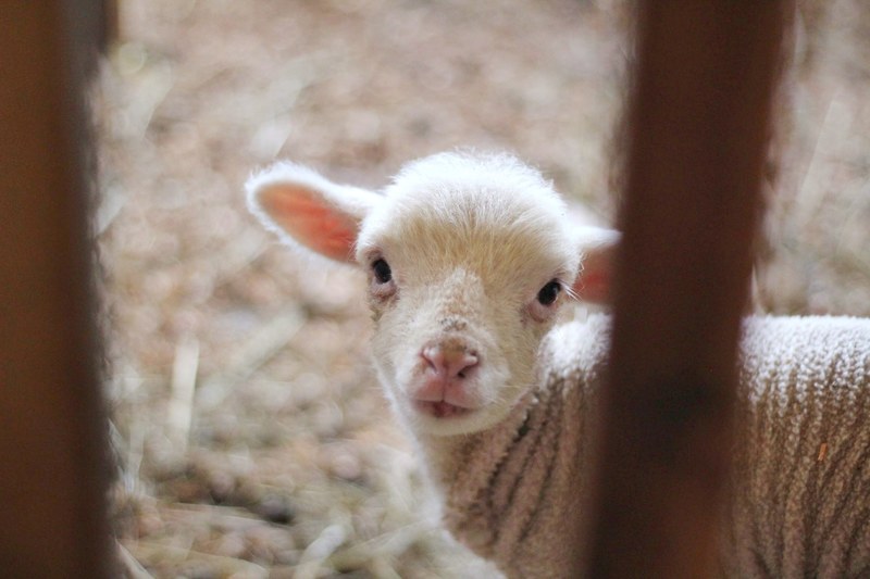 lamb animal sheep and baby animal 4k