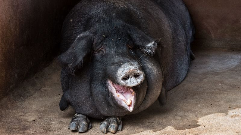 pig, fat, muzzle, funny, 4k