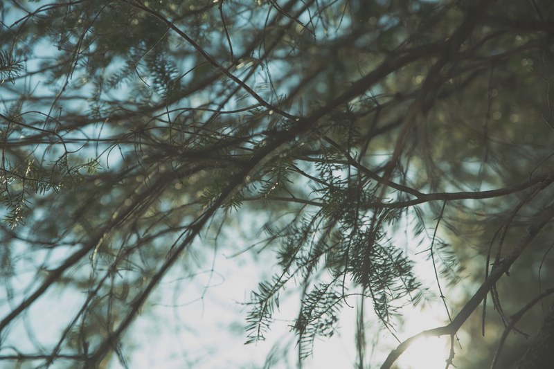 tree branches covered with green needles against a blurry background, needles on blurry tree branches 4k