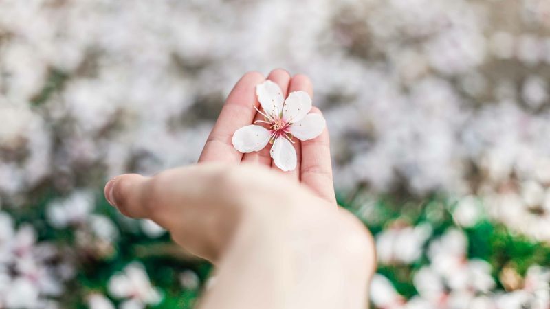 flower, spring, blossom, hand, 4k