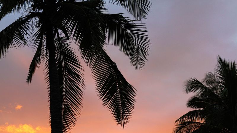 palms, sunset, branches, 4k