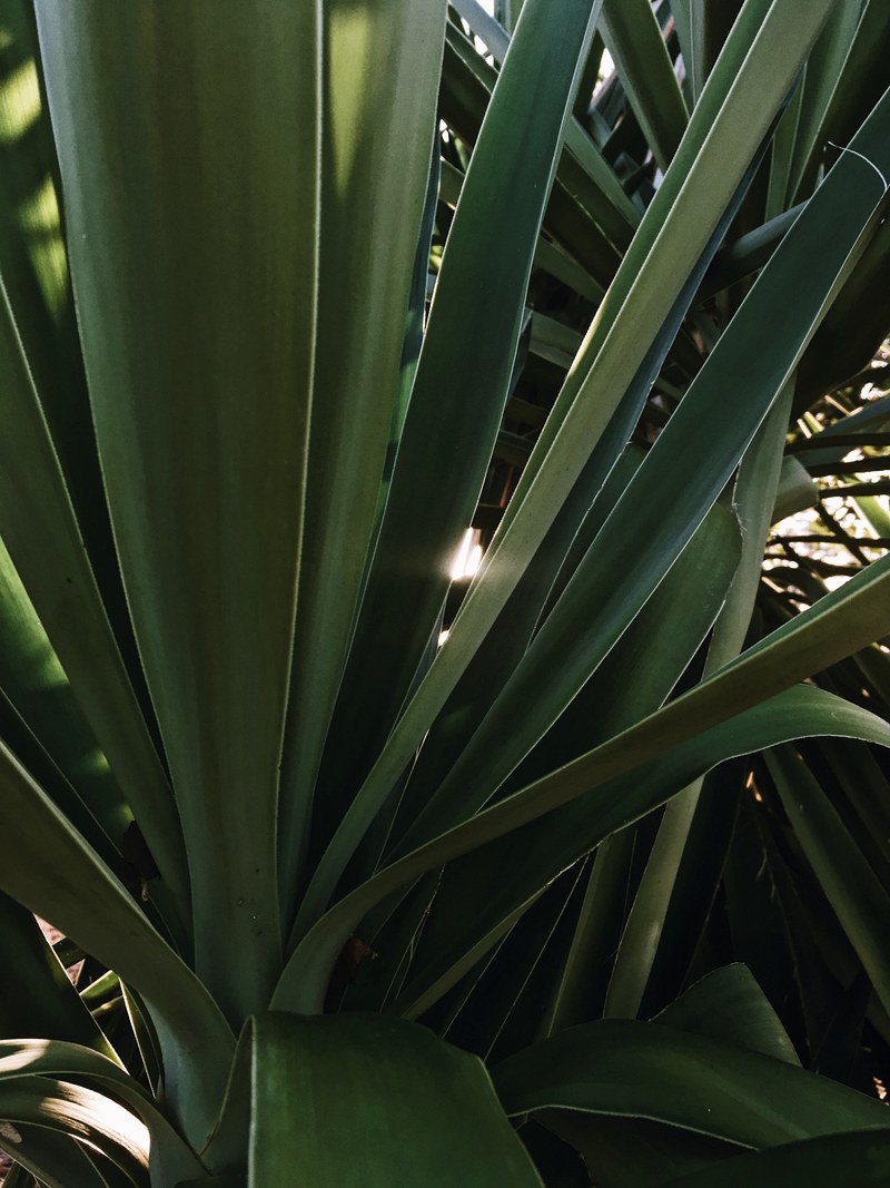 tropical plant nature and color hd, 4k