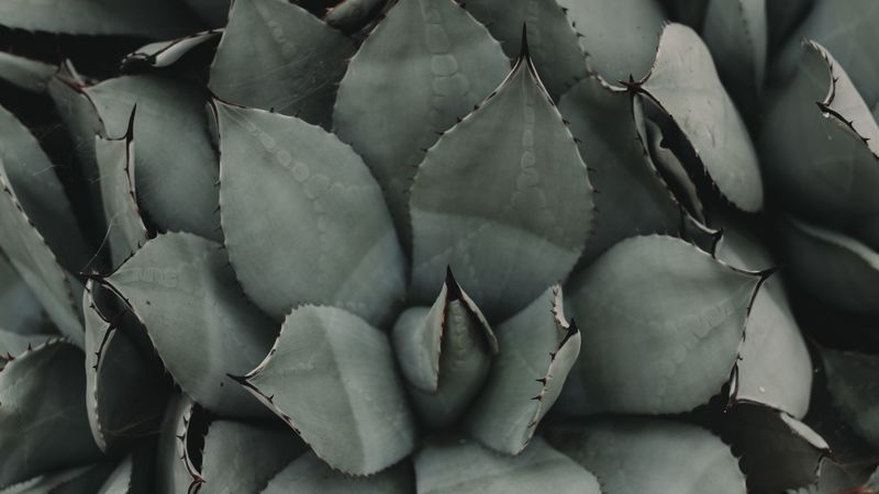 plant, flower, leaf, 4k